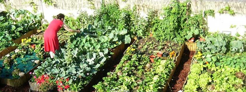 Horta em casa: o que plantar, como cultivar e cuidar das hortaliças